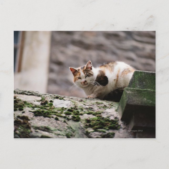 Carte Postale Accrochage de chats sur paroi rocheuse (Devant)