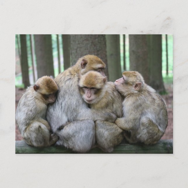 Carte Postale Accrochage du groupe Ape (Devant)