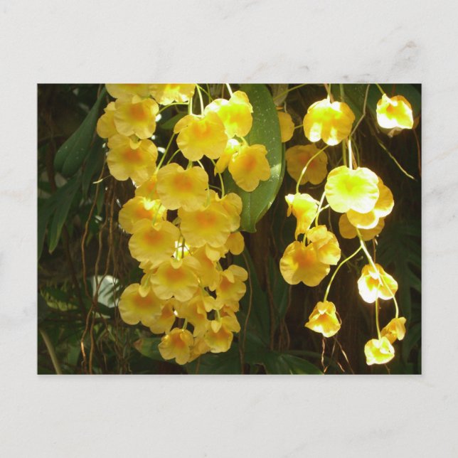 Carte Postale Accrocher les orchidées jaunes Fleurs tropicales (Devant)