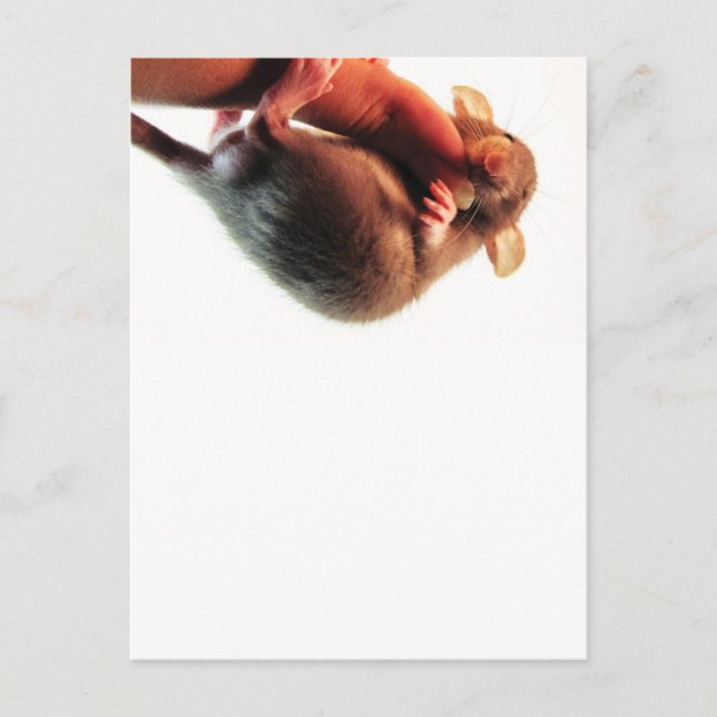 Carte Postale Accrochez-vous à There Rat (Devant)