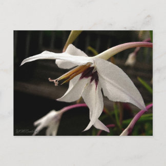 Carte Postale Acidanthera ou glaïeul de paon