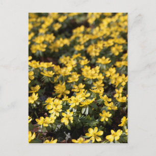 Carte Postale Aconite d'hiver (Eranthis hyemalis)