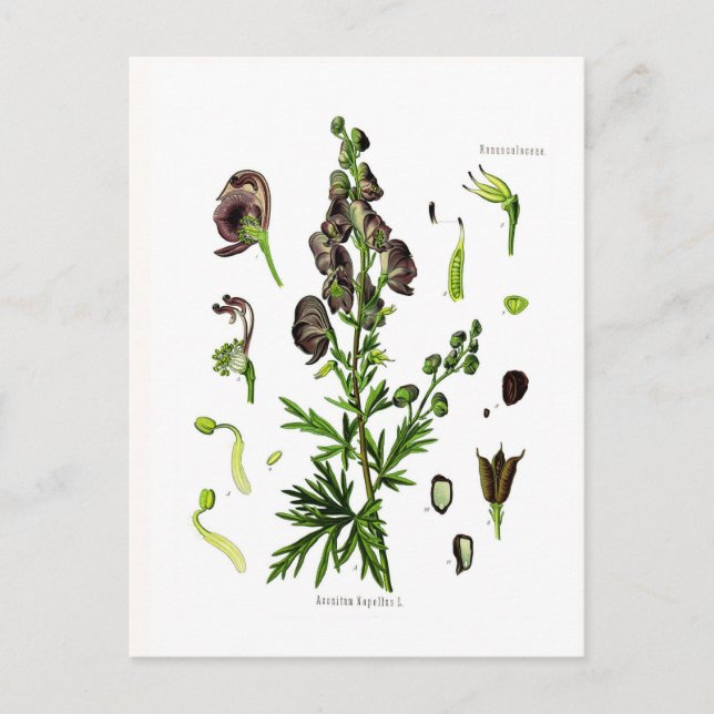 Carte Postale Aconitum napellus (Monkshood) (Devant)