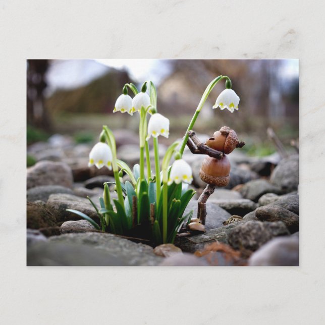 Carte Postale Acorn 11 with snowflake flower spring postcard (Devant)