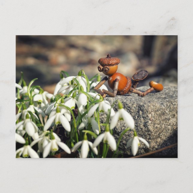 Carte Postale Acorn 11 with snowflake flower spring postcard (Devant)