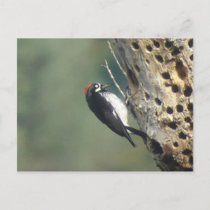 Carte postale Acorn Woodpecker
