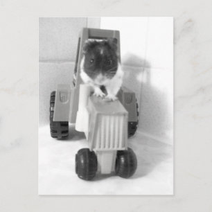 Carte Postale acres verts noah