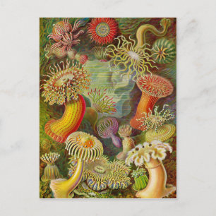 Carte Postale Actinae Ocean Life d'Ernst Haeckel