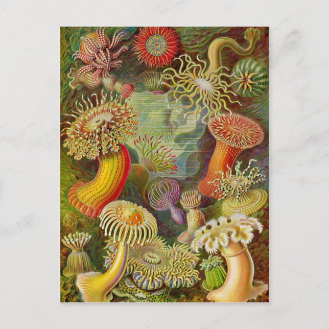 Carte Postale Actinae Ocean Life d'Ernst Haeckel (Devant)