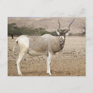 Carte Postale Addax Antelope
