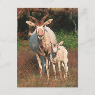 Carte Postale Addax / Antelope blanche / Antelope crayon