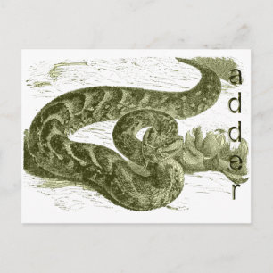 Carte Postale Adder (serpent)