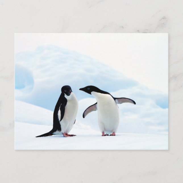 Carte Postale Adelie Penguins (Devant)