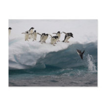 Adelie Penguins plongée dans la mer Paulette