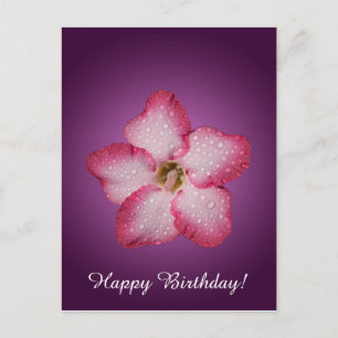 Carte Postale Adénium Fleur Rose Flore Dégradé Violet