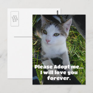 Carte Postale Adoptez-moi..vous aimerez pour toujours Chat
