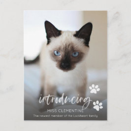 Carte Postale Adoption de chats ou de chats, présentation de la