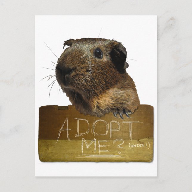 Carte Postale Adoption de la Secourt de porc de Guinée (Devant)