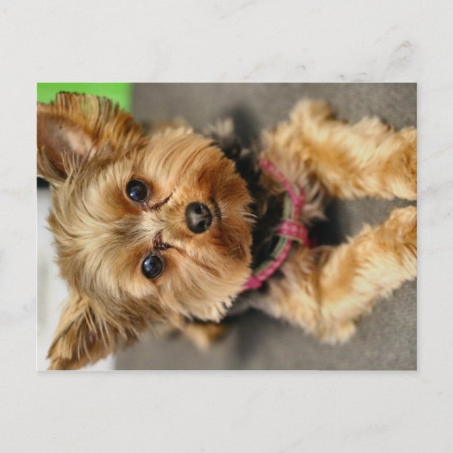 Carte Postale Adorable (Devant)