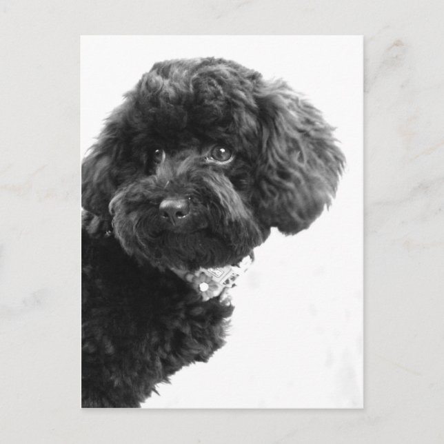 Carte Postale Adorable Ami (Devant)