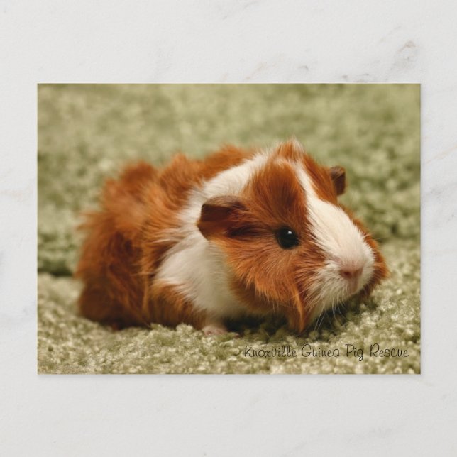 Carte postale adorable Baby Guinée Pig (Devant)
