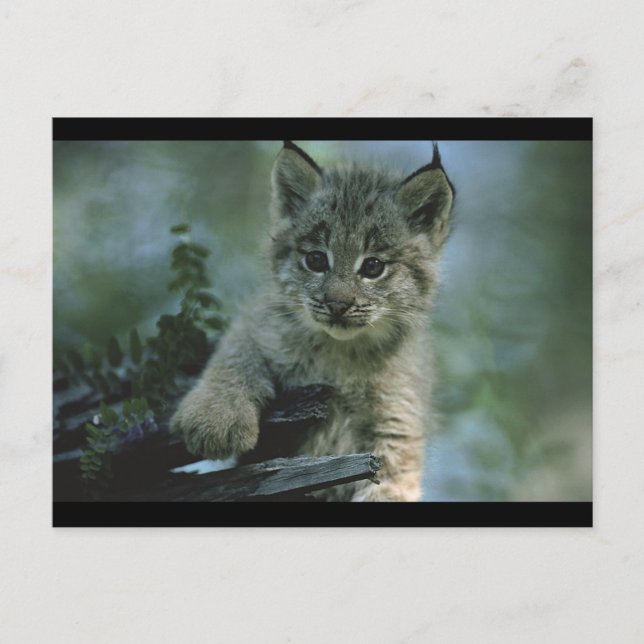 Carte Postale Adorable Baby Lynx (Devant)