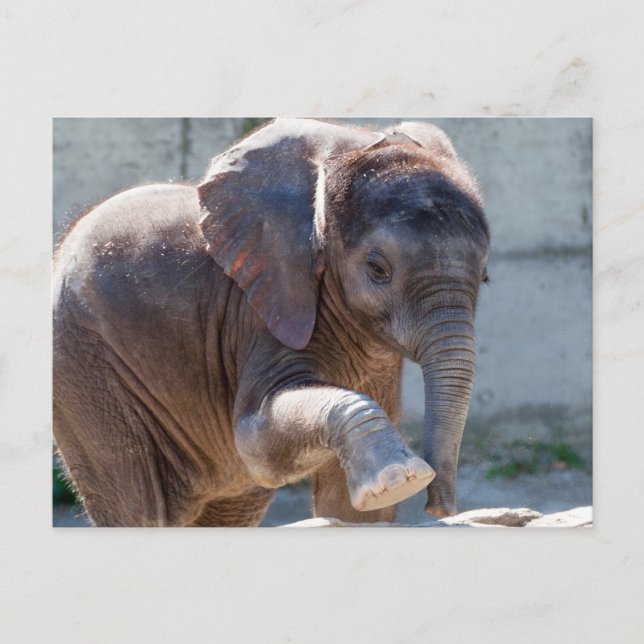 Carte Postale adorable bébé éléphant (Devant)