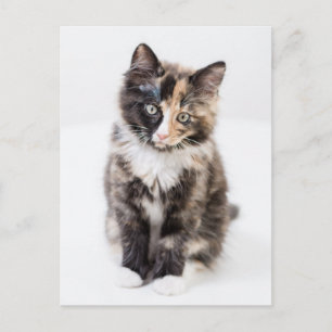 Carte Postale Adorable Calico Kitten