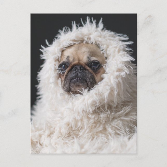 Carte Postale adorable Carlin chiot chien mignon (Devant)