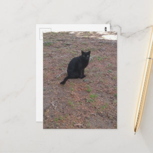 Carte Postale adorable chat noir errant