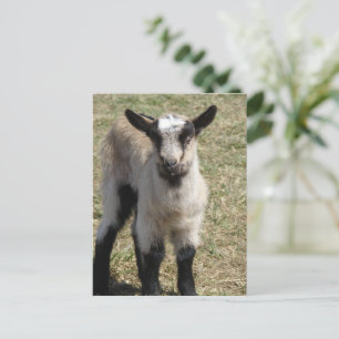 Carte Postale adorable chèvre de bébé