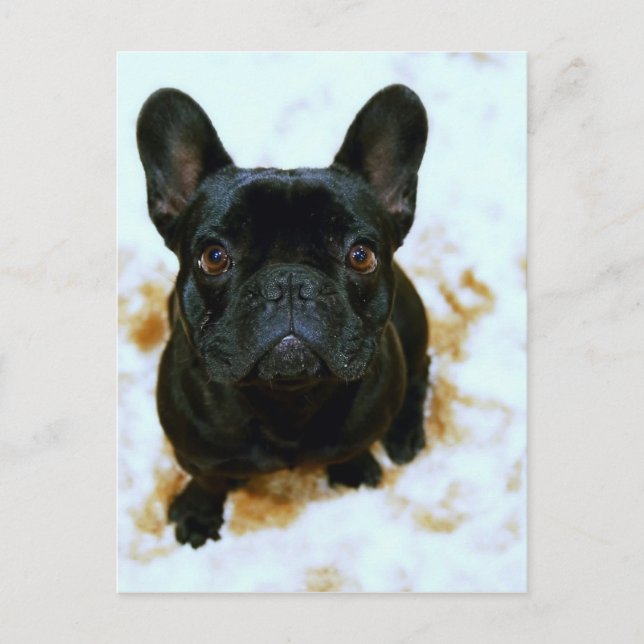 Carte Postale Adorable Chien-Chien-Putain Français Chien-botte ! (Devant)