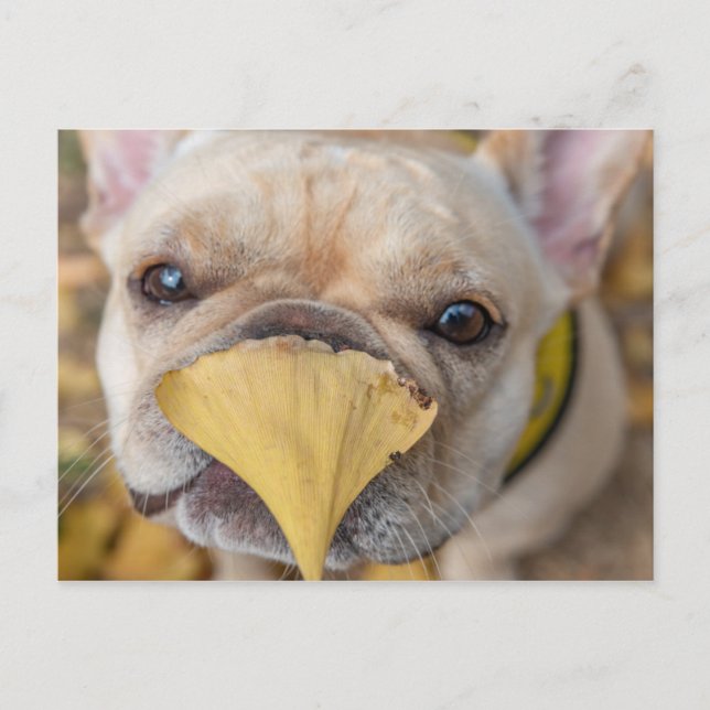 Carte Postale Adorable Chien-taureau français (Devant)