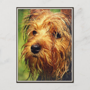 Carte Postale Adorable chien Terrier avec un visage humide