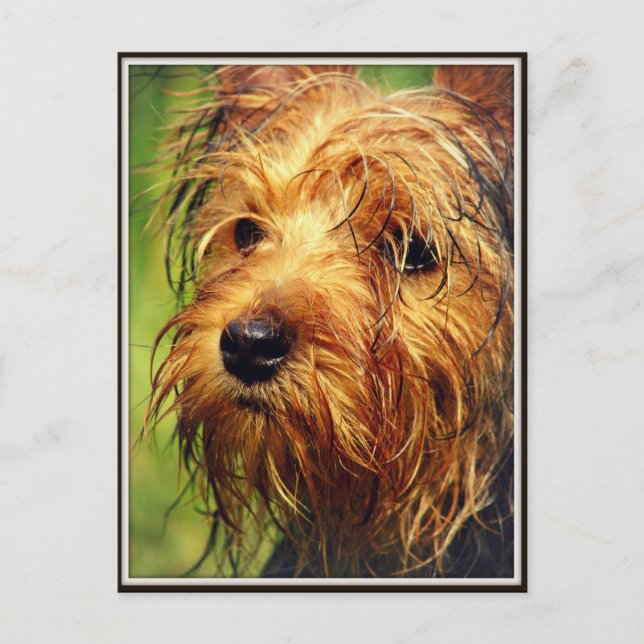 Carte Postale Adorable chien Terrier avec un visage humide (Devant)