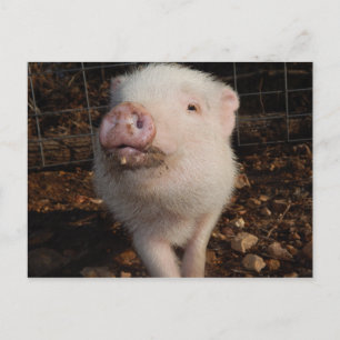 Carte Postale Adorable Dirty Snout Mini Pig, Pig postcard