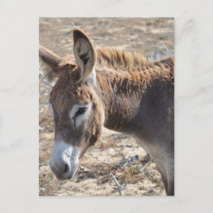 Carte Postale Adorable Donkey
