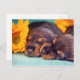 Carte Postale Adorable dort chiots Doxen (Devant / Derrière)