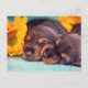 Carte Postale Adorable dort chiots Doxen (Devant)