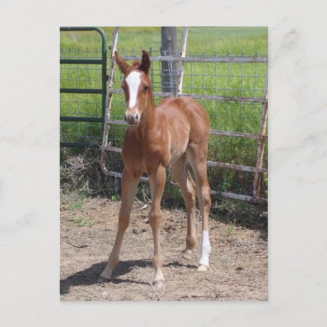 Carte Postale Adorable Filly (Devant)