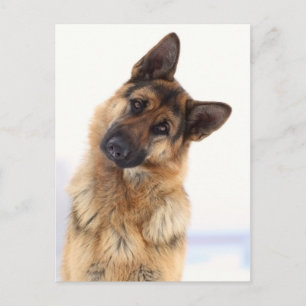 Carte Postale Adorable funny german shepherd portrait