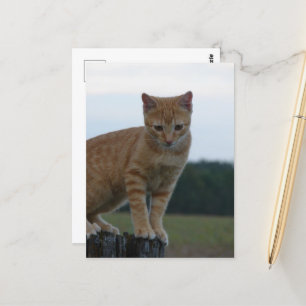 Carte Postale Adorable Ginger Kitten dans le pays Photographie