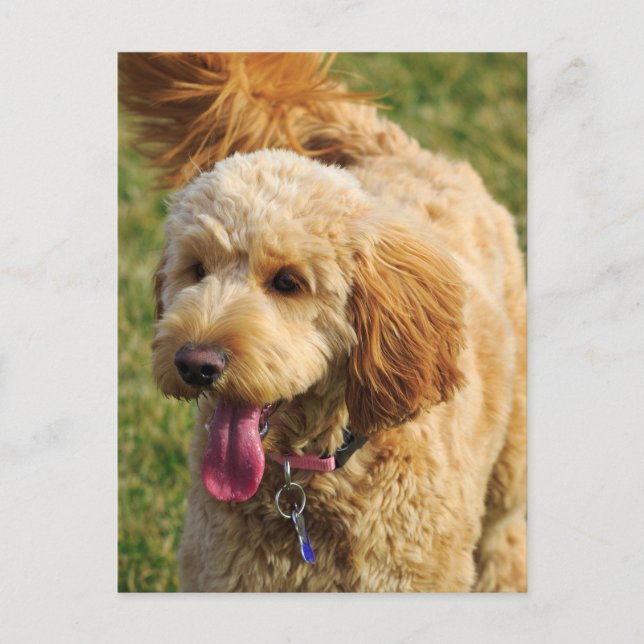 Carte Postale Adorable Goldendoodle Chien (Devant)