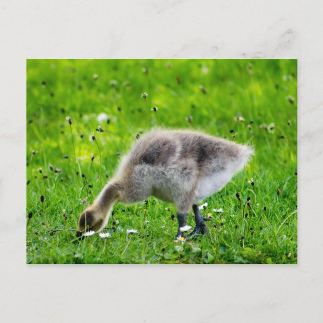 Carte Postale Adorable Gosling d'oie du Canada (Devant)