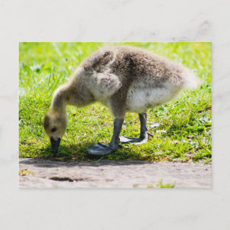 Carte Postale Adorable Gosling d'oie du Canada