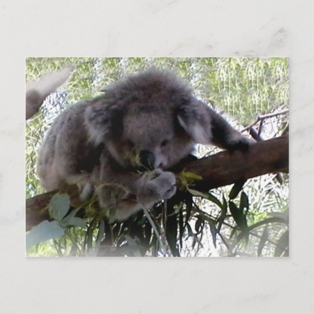 Carte postale adorable Koala (Devant)