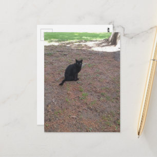 Carte Postale adorable petit chat noir errant mignon