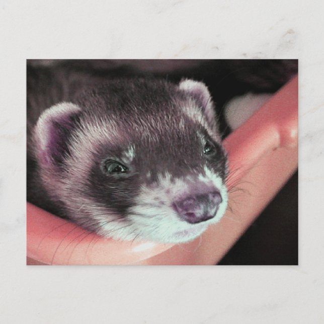 Carte Postale Adorable Sable Ferret Photo (Devant)