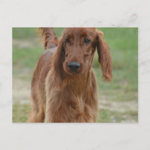 Carte Postale Adorable Setter irlandais