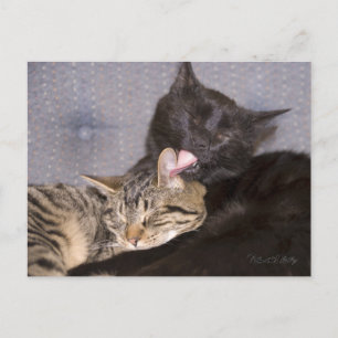 Carte Postale Adorable Tabby Gris Noir Chat Vous Manquant